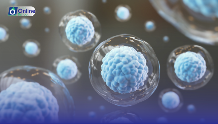 Lesson 29: Changes at System and Cellular Levels During Aging